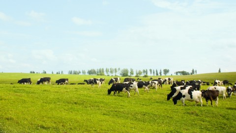 Herd of Cows